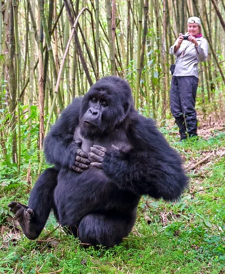 BWINDI IMPENETRABLE FOREST