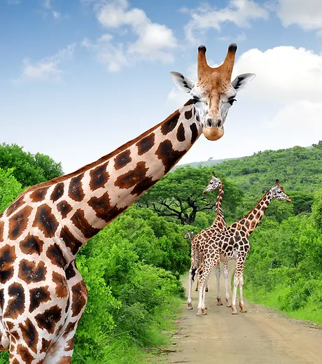 Kruger National Park