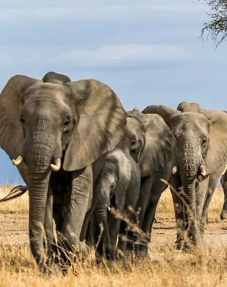 Tarangire National Park